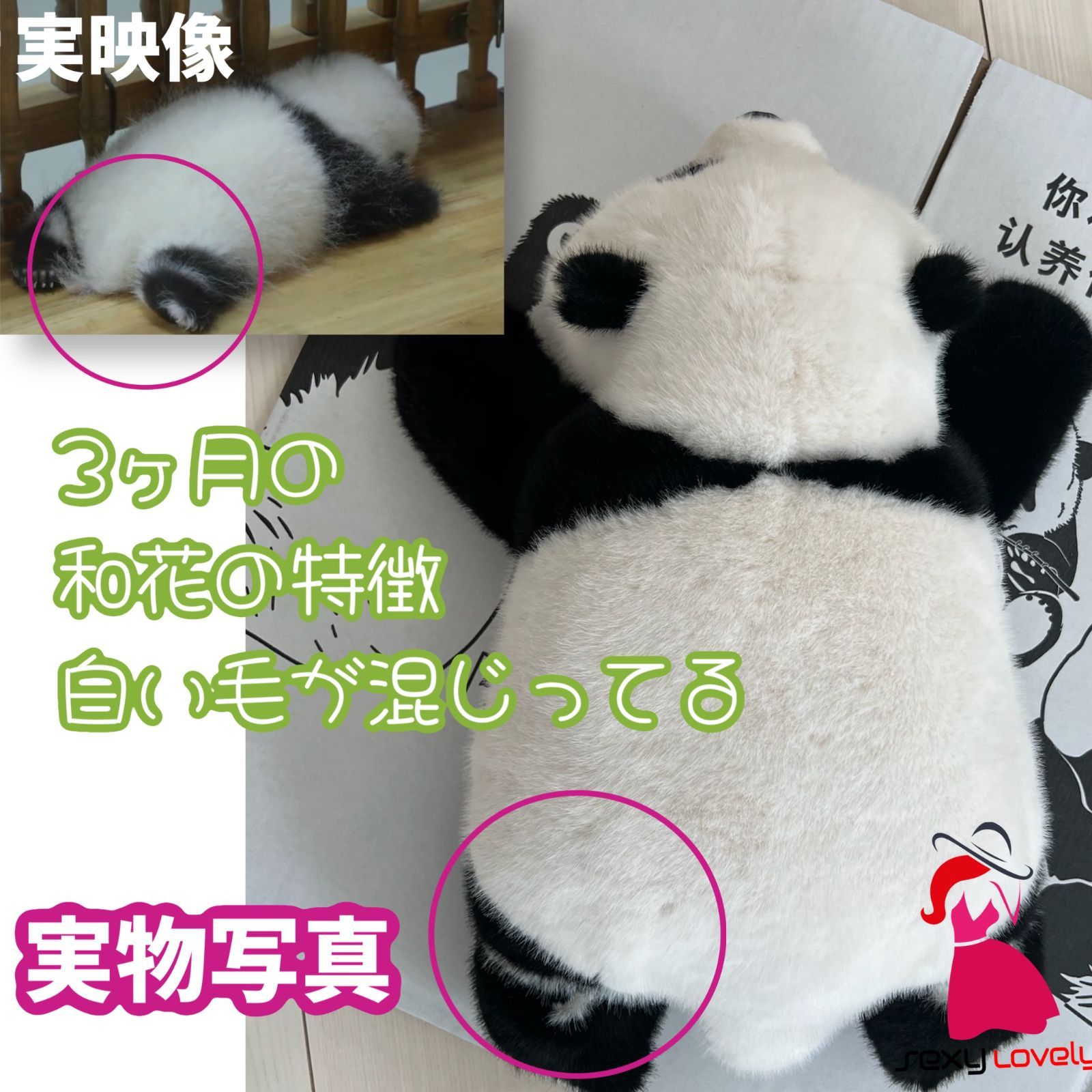 リアルで癒される！5ヶ月齢パンダぬいぐるみ登場 リアルで癒される！5ヶ月齢パンダぬいぐるみ まるで本物の5ヶ月
