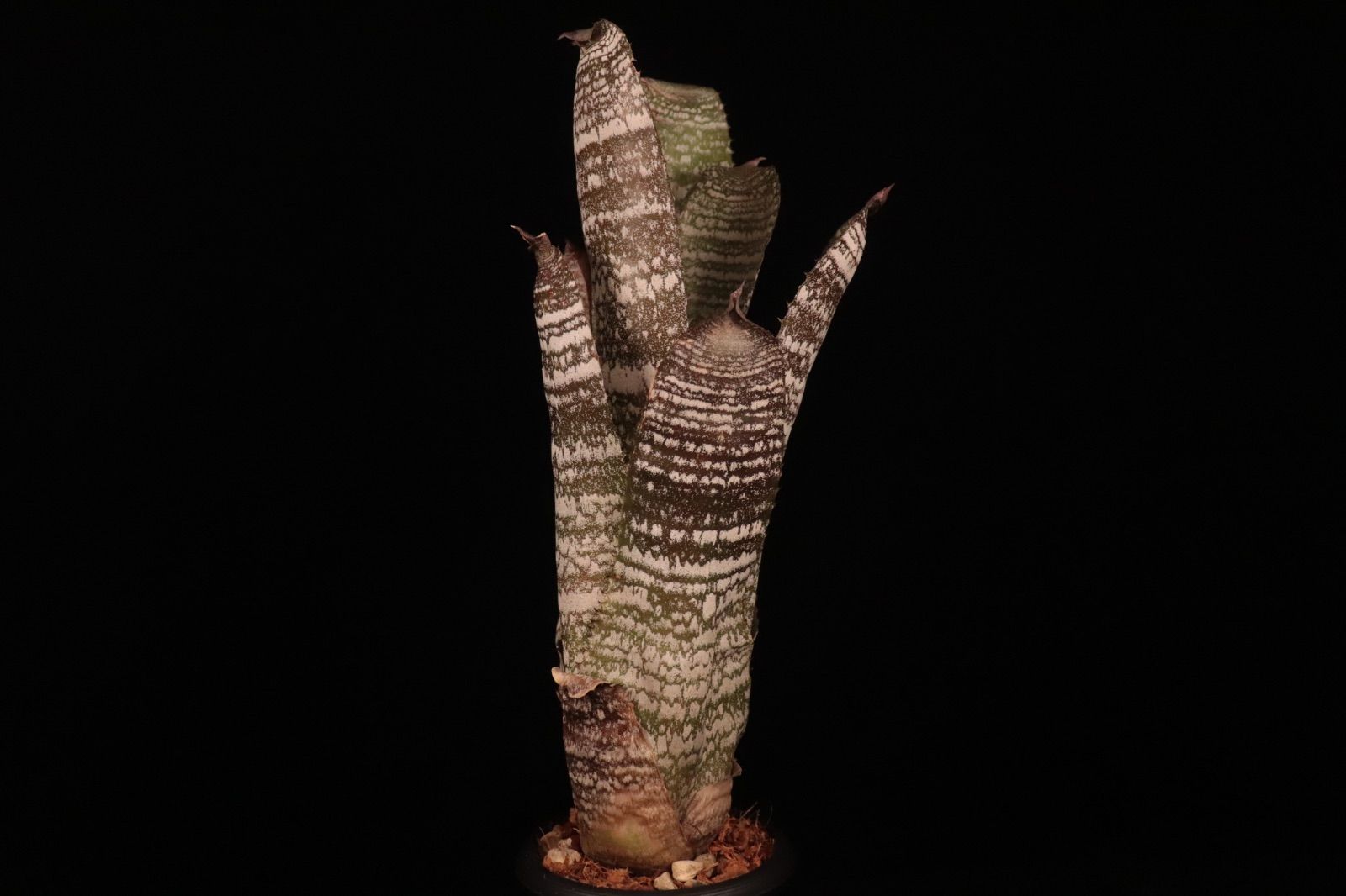 Hohenbergia correia-araujoi〔ホヘンベルギア〕現品発送H204 plane plants YUZUMIYA_COM