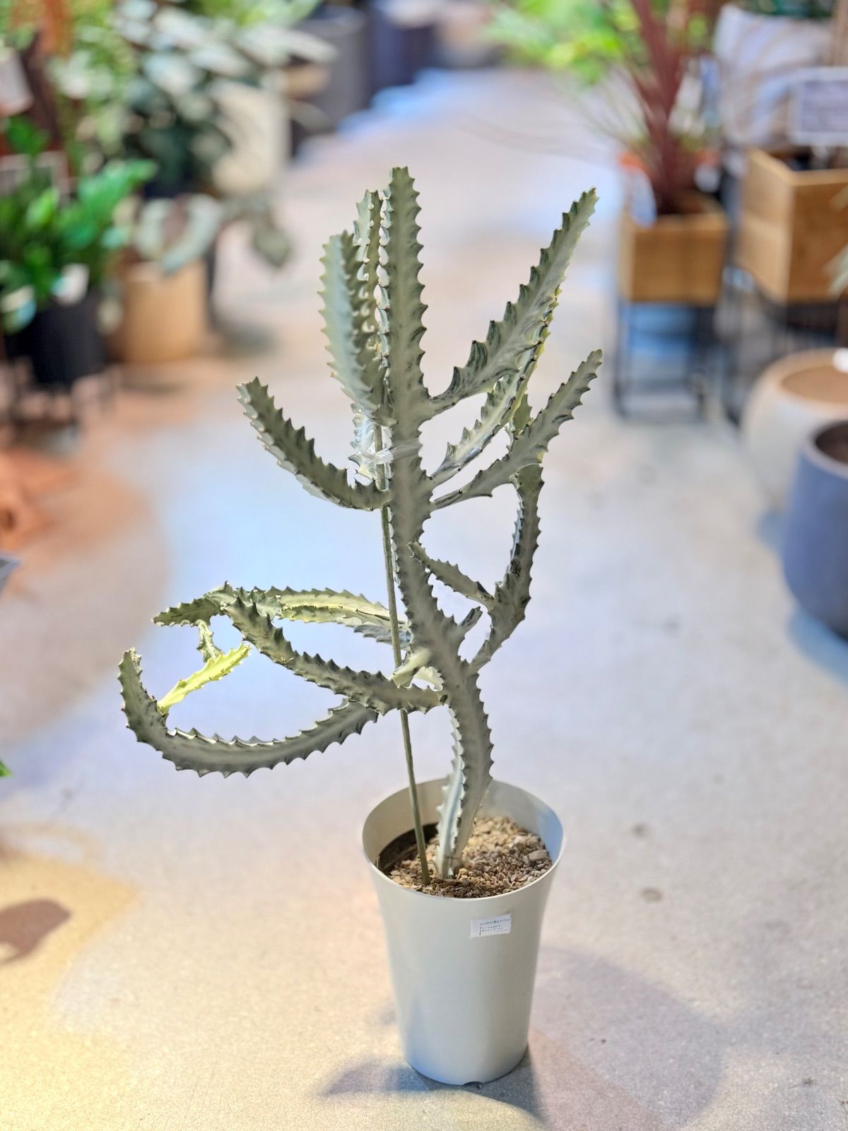 人気 ユーフォルビア ホワイトゴースト