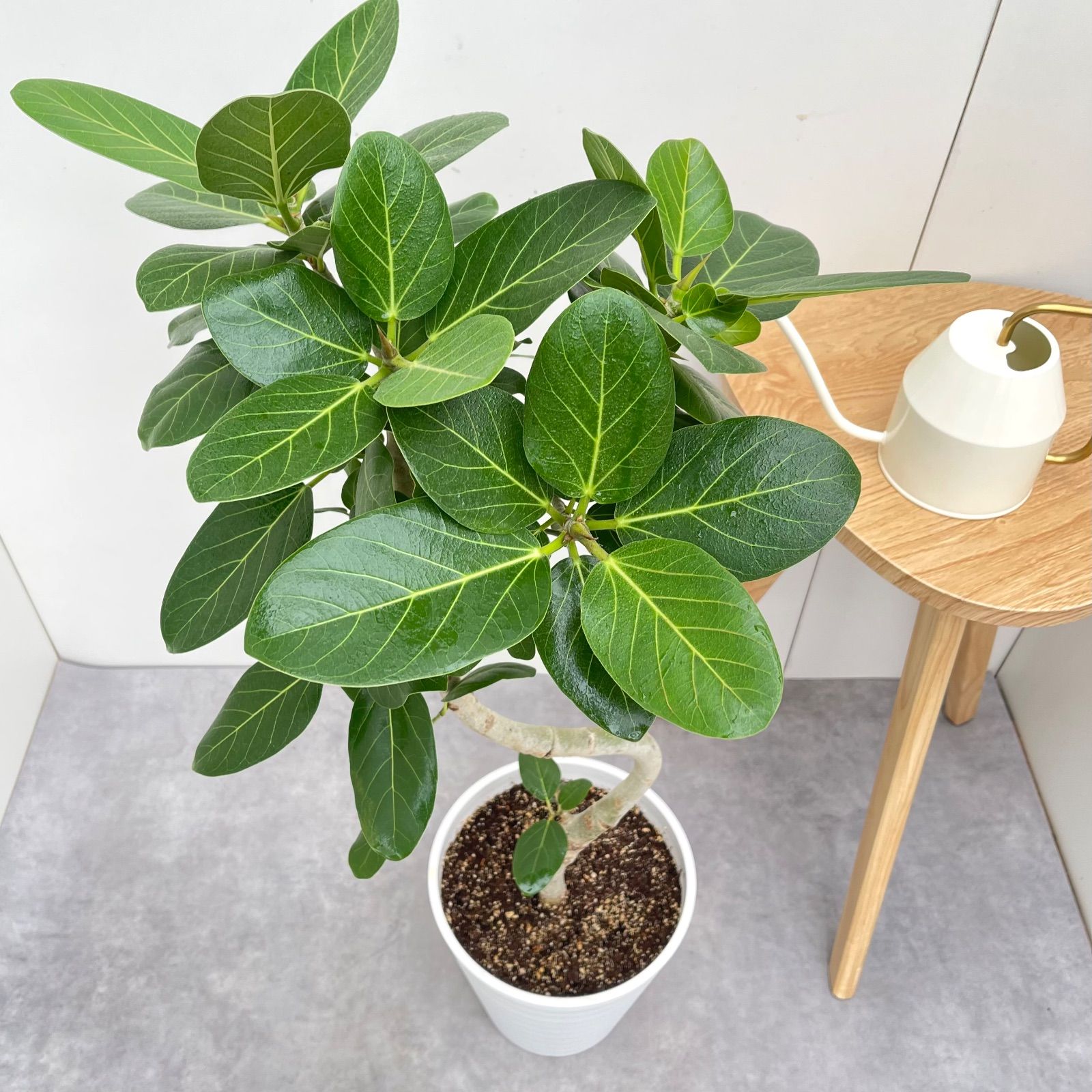 ベンガレンシス 曲がり