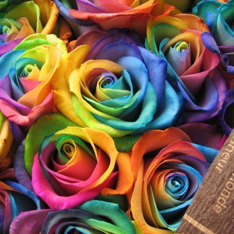 レインボーローズ 花束 レインボーローズ 20本 花束 サプライズなフラワーギフト レインボーローズ