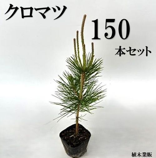 150本セット クロマツ樹高0.3m前後10.5cmポット