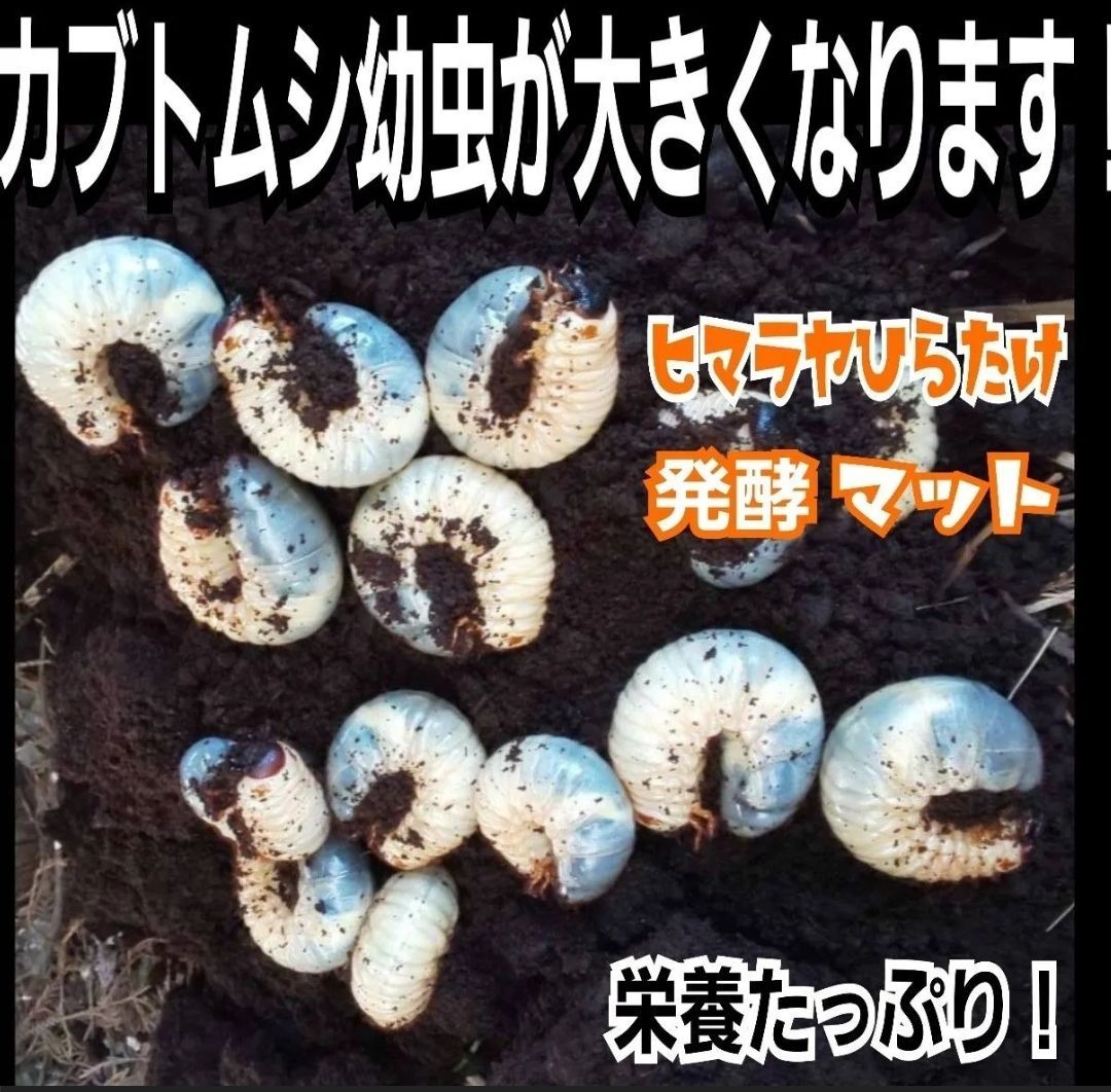 カブトムシ幼虫が大きくなります！改良版☆ヒマラヤひらたけ発酵マット【100リットル・10袋セット】クヌギ100％原料使用 国産カブトムシギネスサイズ 羽化実績！産卵にも抜群！ 雑虫混入100％なし！ - メルカリ