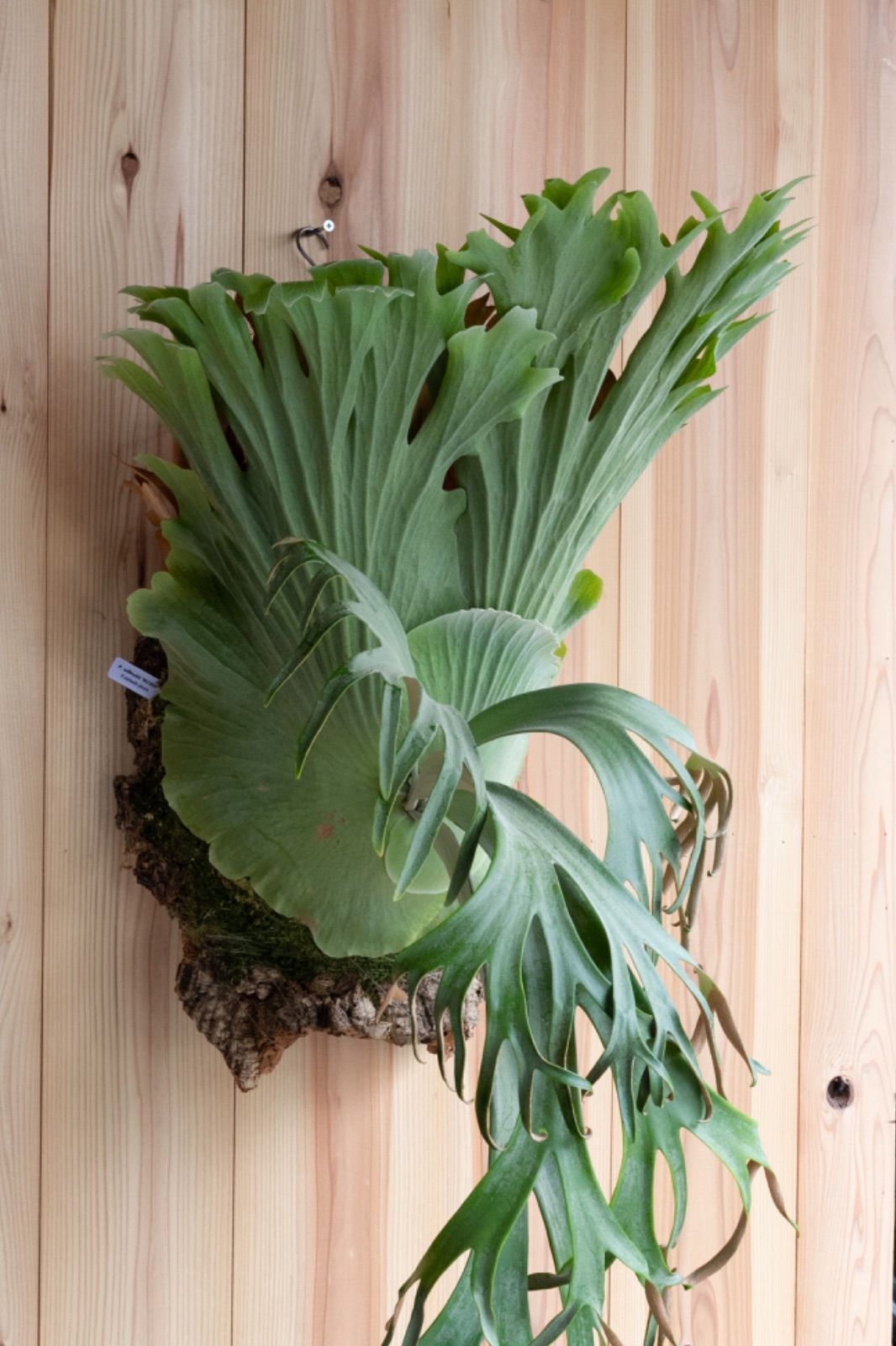 P. willinckii 'RU309' ビカクシダ 胞子 pd8s コウモリラン