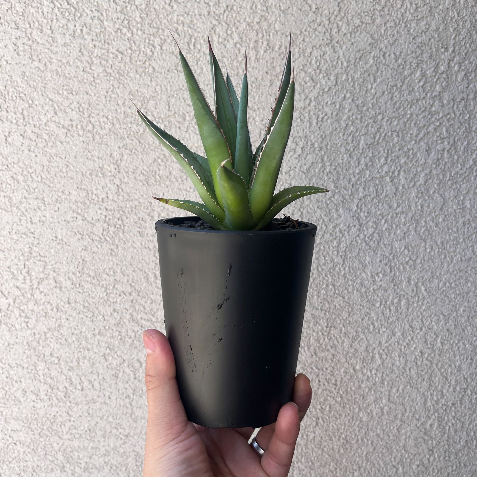 アガベホリダ極上株 Agave horrida No.AHRD021 アガベ ホリダ