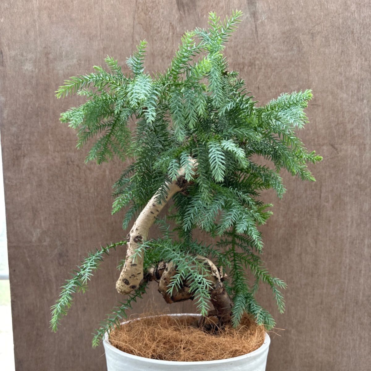 特良！アローカリア シマナンヨウスギ盆栽仕立て 観葉植物 シンボルツリー Amazon.co.jp: 観葉植物 黄金昇り竜 シマナンヨウスギ アローカリア 8