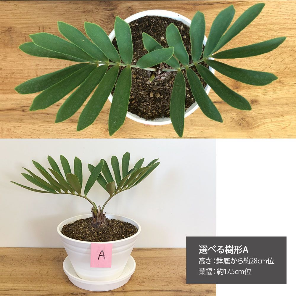 観葉植物 メキシコ ソテツ ザミア フルフラケア 現品 選べる樹形 7号 白セラアート鉢 受皿付 希少品種 蘇鉄 インテリア 送料無料 黒4 -  メルカリ