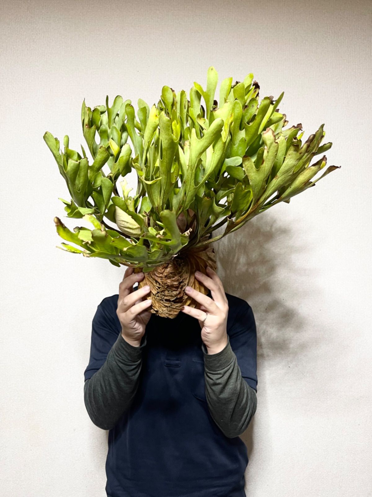 た*や様 【大株】ビカクシダ リドレイ ワイルド P. ridleyi wild ワイルド リドレイ P.ridleyi WILD ボルネオ輸入株 一点物 検