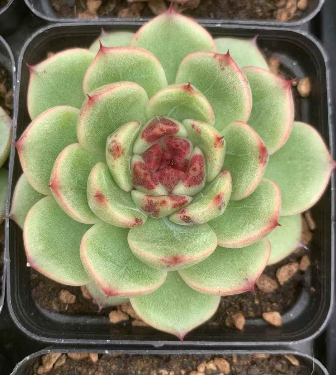 54株の抜き苗セット