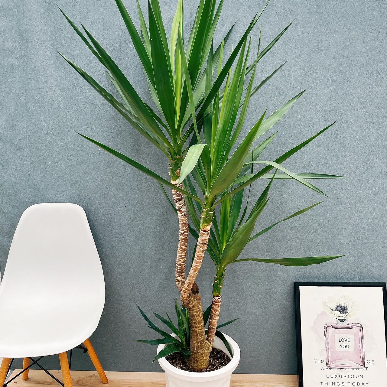 最新品種】TC☆モンステラ デリシオーサ レガシー バリエガータ 組織