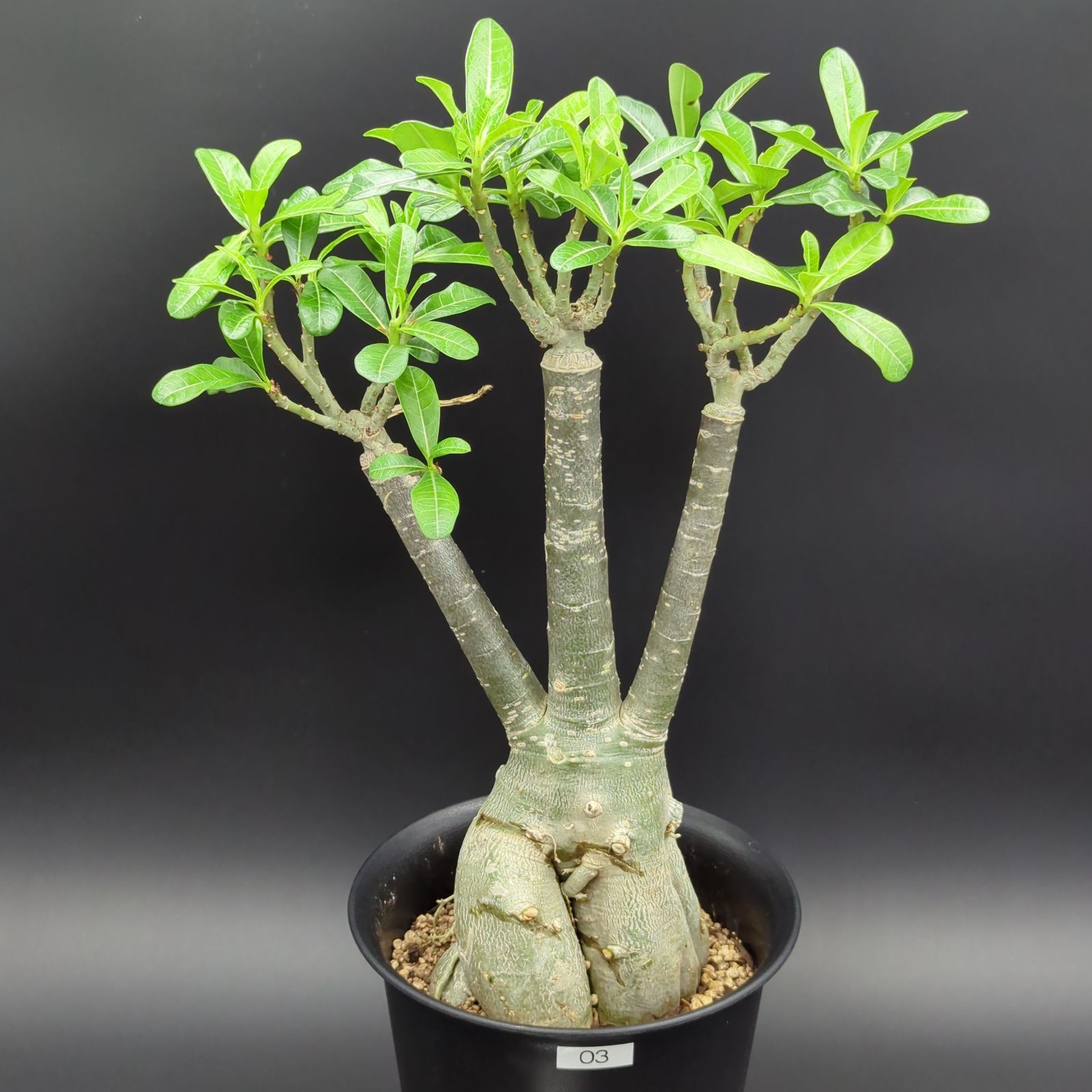 アデニウム 塊根植物 小型 アデニウム 塊根植物 小型 アデニウム 塊根植物 小型 楽天市場】観葉