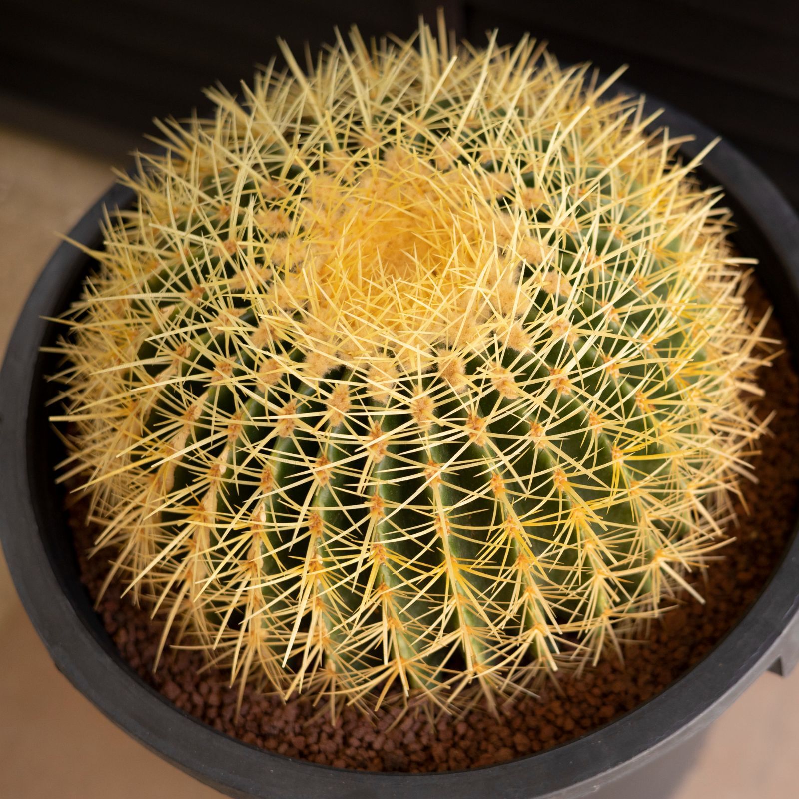 36cm 金鯱 サボテン 特大 12号 多肉植物 ドライガーデン 金シャチ A