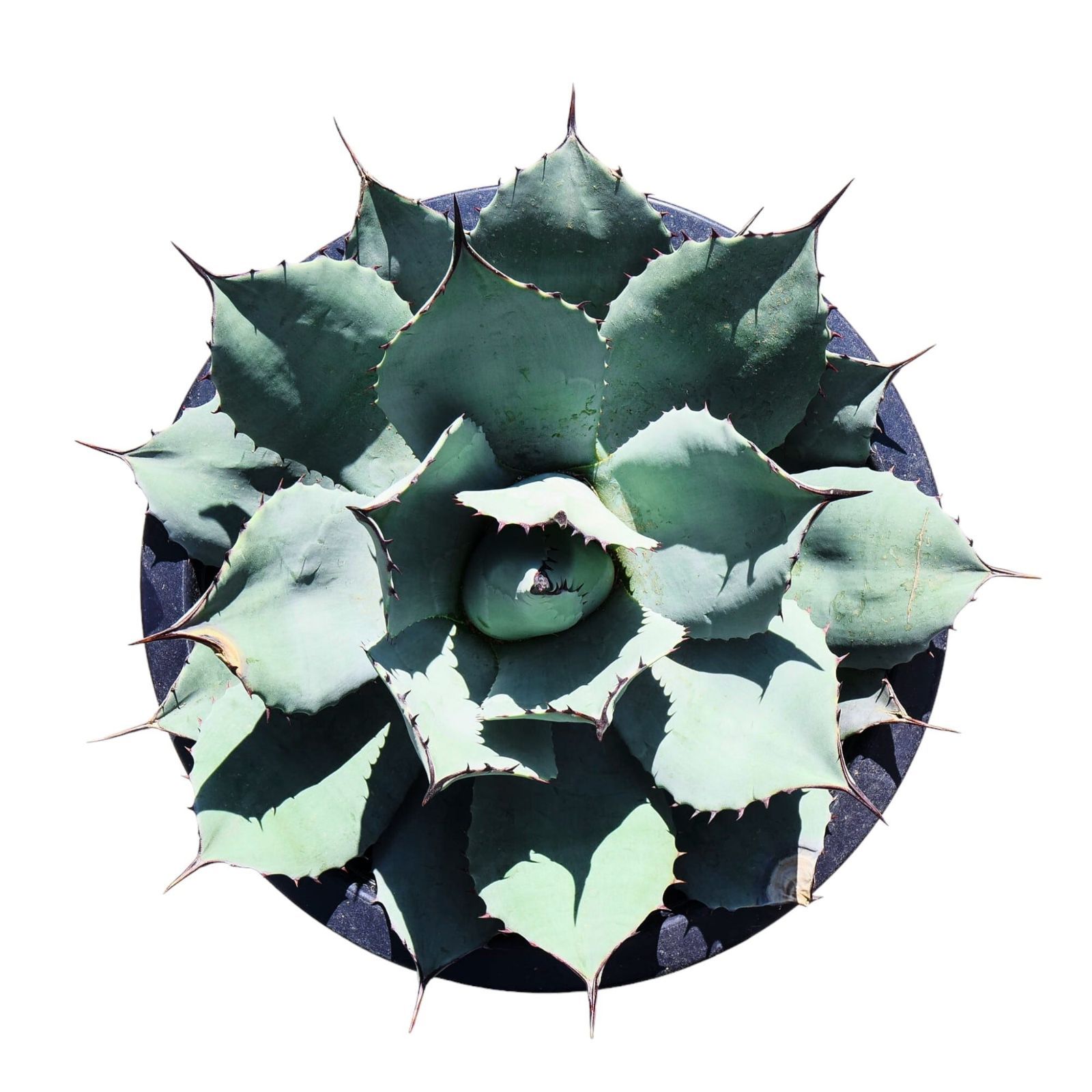 AGAVE Parryi truncata アガベ パリー トランカータ 大サイズ(10号鉢