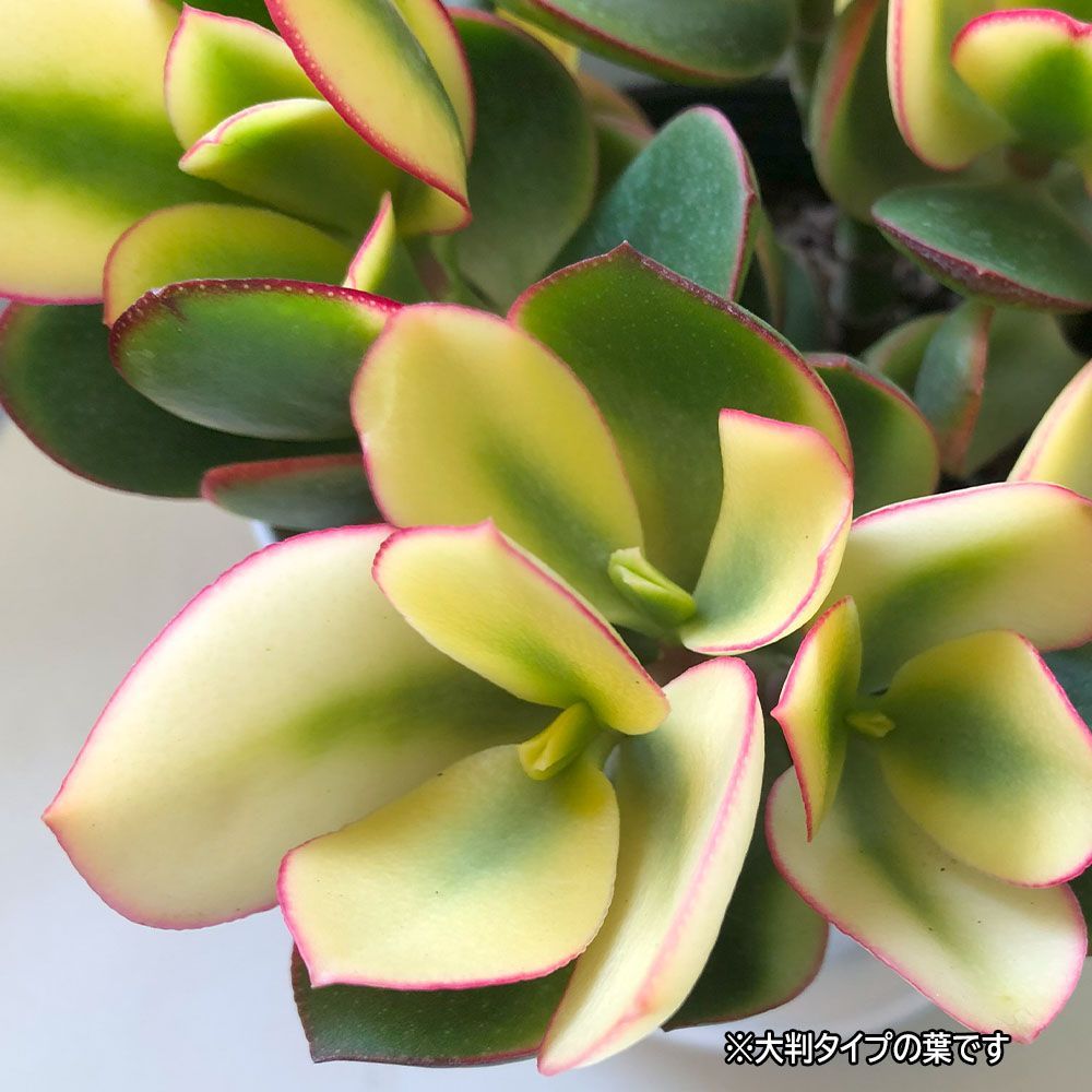 観葉植物 種類 金のなる木 斑入り 大判 5号 白プラスチック鉢 黄金花月