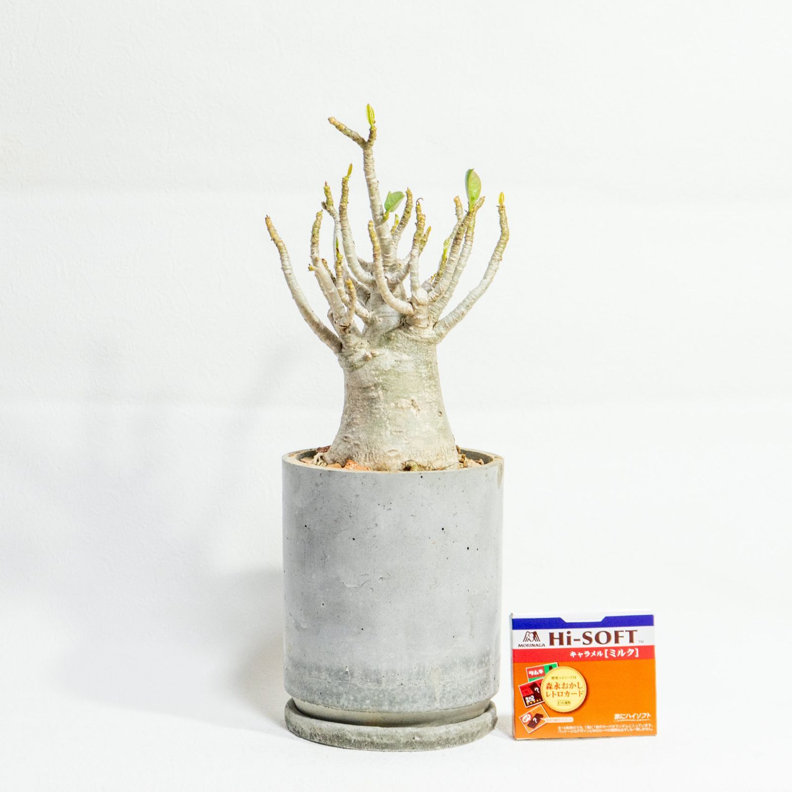 ≫たこ足フォルムのアデニウムの鉢植え｜シンプルでお部屋を選ばない手作りモルタル鉢
