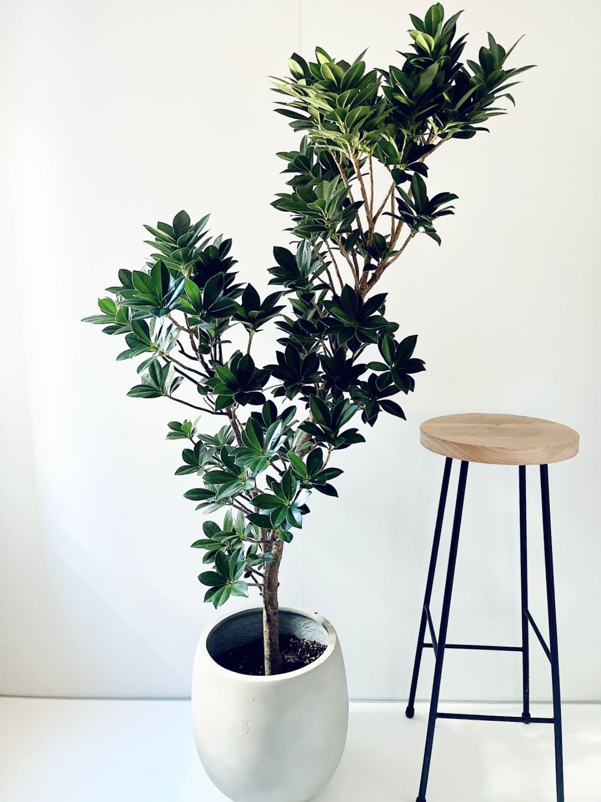 観葉植物 本物 ガジュマル 直幹 セラアート鉢 8号鉢 大型 ブラック