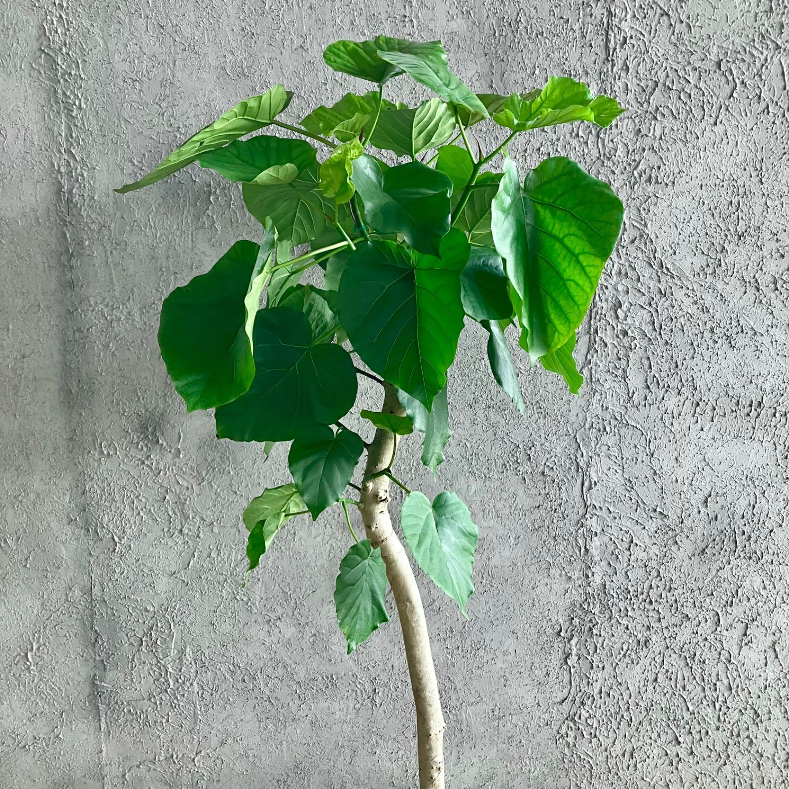 大型 幹太 フィカス ウンベラータ 10号 陶器鉢 植え込み発送 特大 幹太