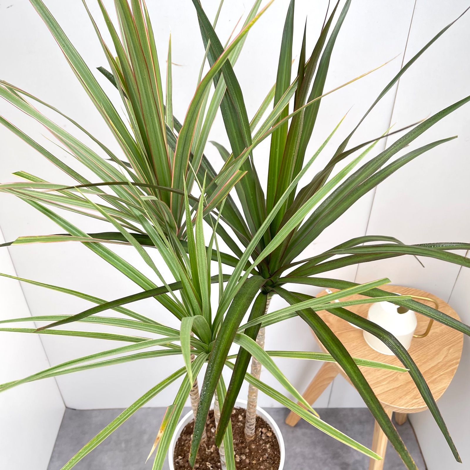 ドラセナ コンシンネ 3色植え 3【現品】観葉植物 室内 7号