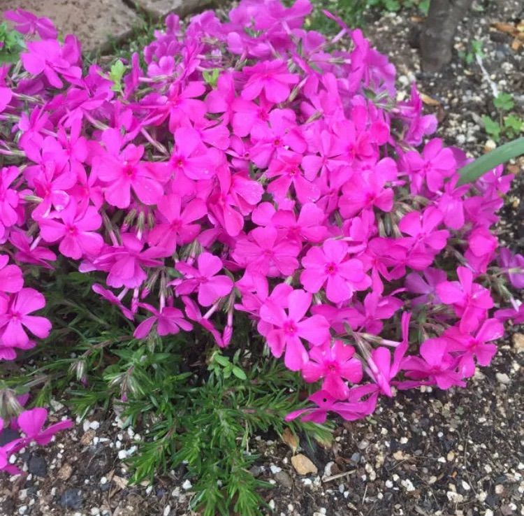 芝桜　切り苗　10本