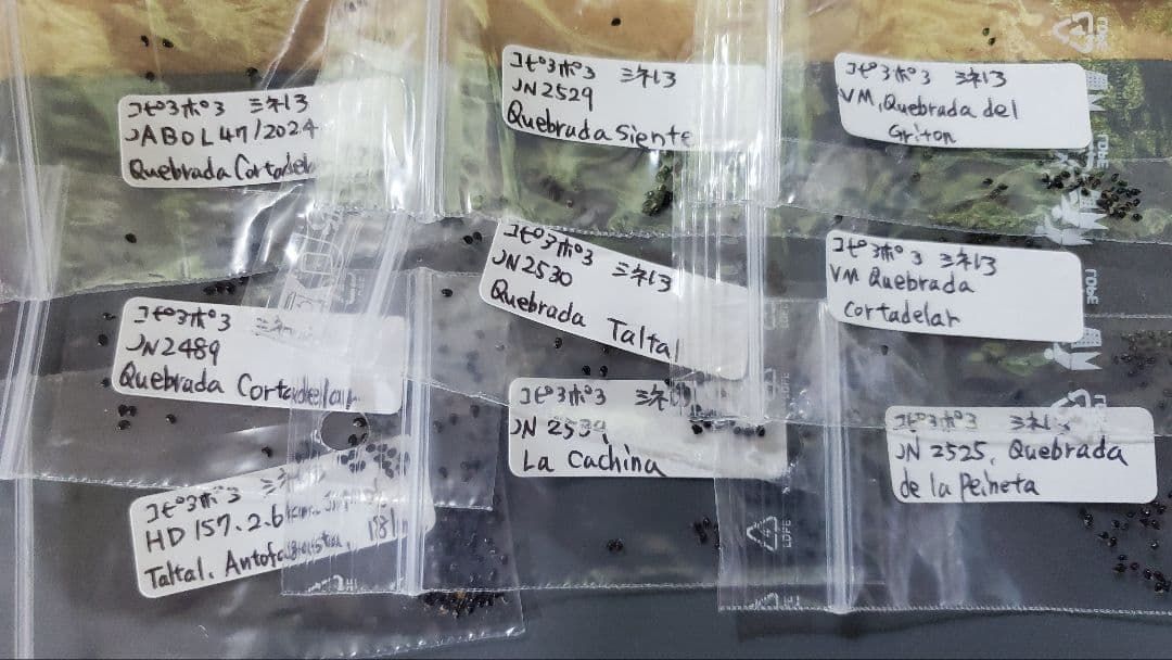 2025輸入 コピアポア 黒王丸系種子 27種類 5粒ずつセット YUZUMIYA_COM