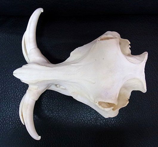 アフリカ便！高品質 イボイノシシ 成獣の頭骨（XLサイズ）※捕獲データ付 アフリカ便！高品質 イボイノシシ 成獣の頭骨（XLサイズ）※捕獲データ