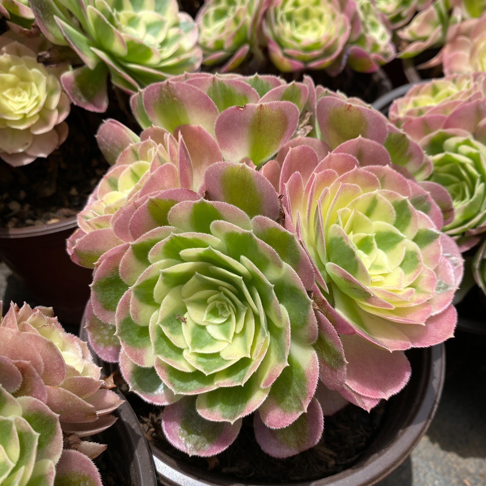 新入荷 ギョクシキン アエオニウム ZM1505×15鉢 抜き苗 多肉植物