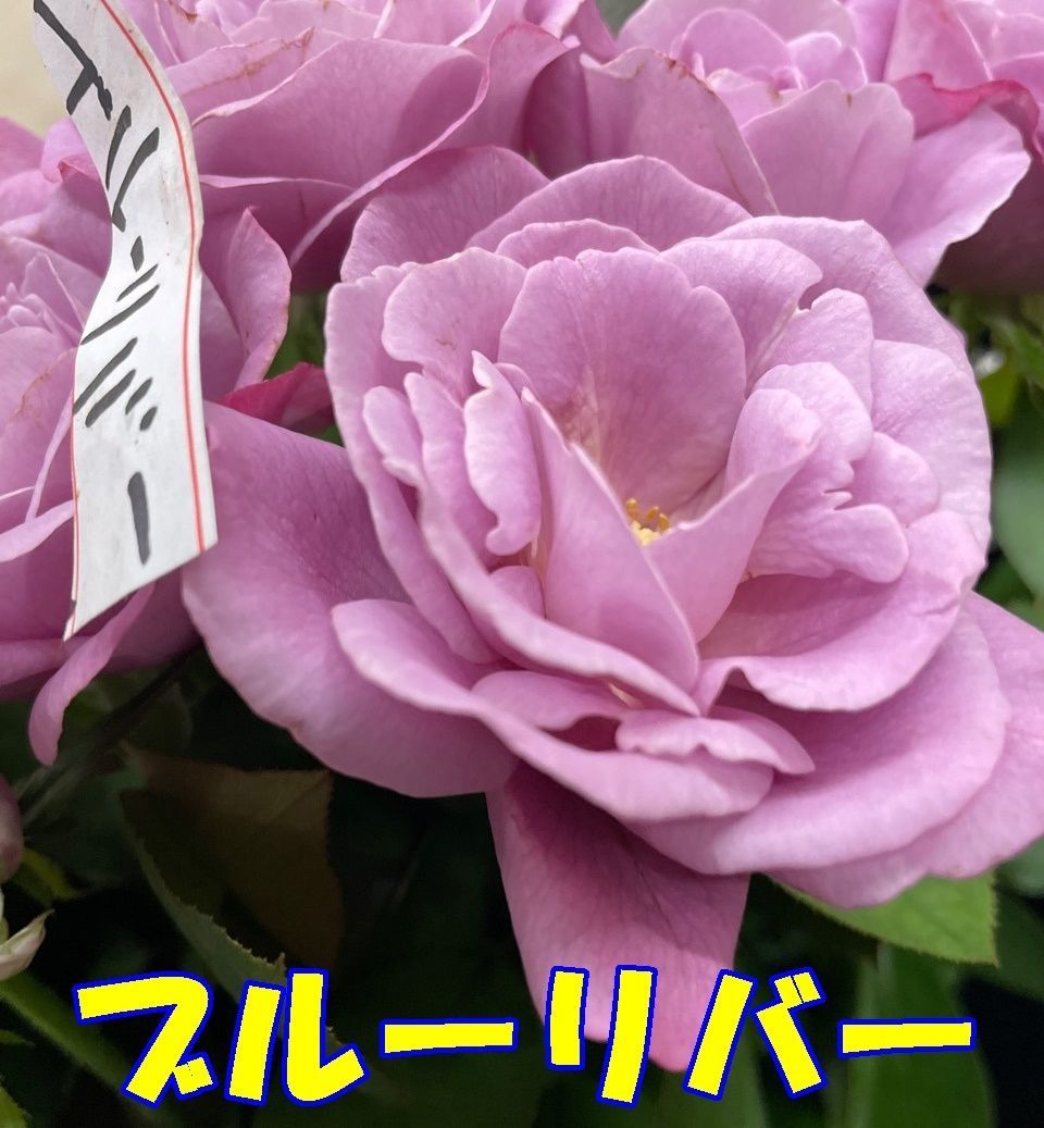 薔薇 挿し木苗 ブルーリバー 良し