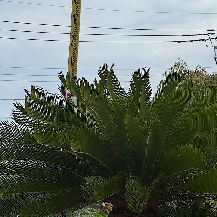 枝付き】 ソテツ BIGボタニカル］ソテツ 60-70cm 商品ページ - 土と風