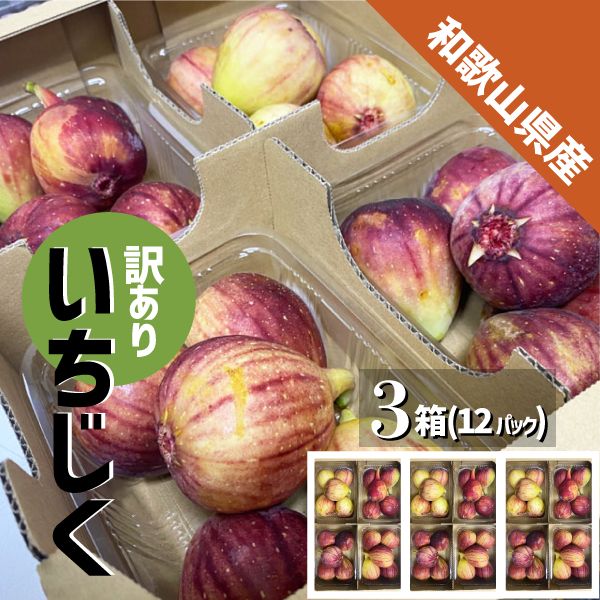 和歌山県産 訳あり いちじく 3箱 (約350g×12パック) 訳あり 傷 めくれ イチジク 無花果 紀の川市