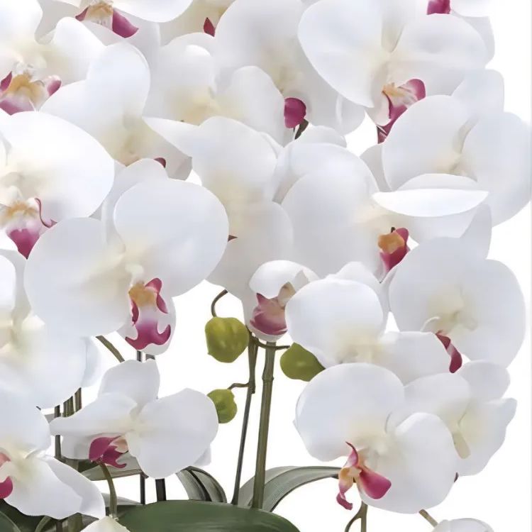 光触媒　人工観葉植物　ウォールグリーン　クィーン胡蝶蘭5本w/ab高さ74センチ 光触媒 人工観葉植物 ウォールグリーン クィーン胡蝶蘭5本w/ab高さ74