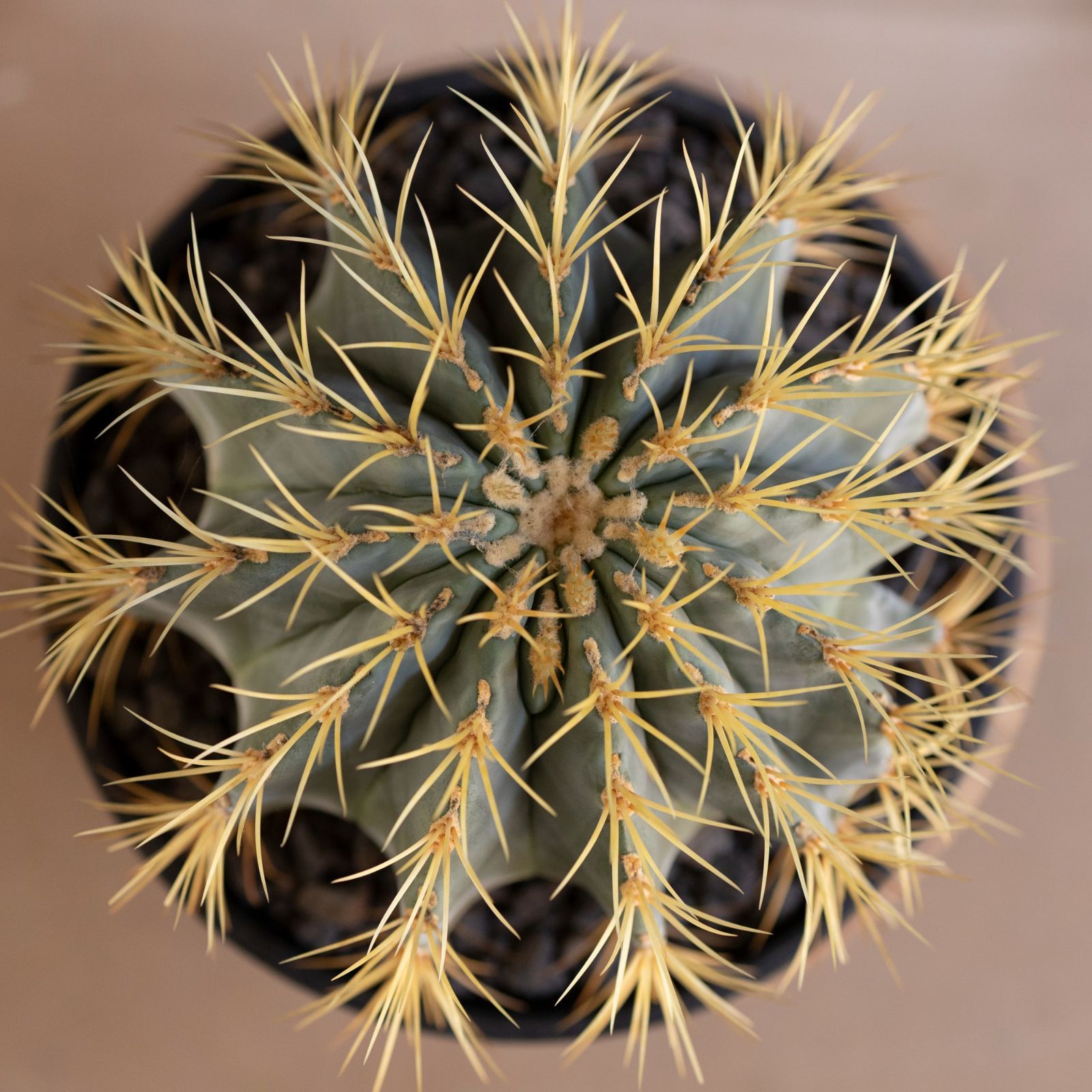 24cm