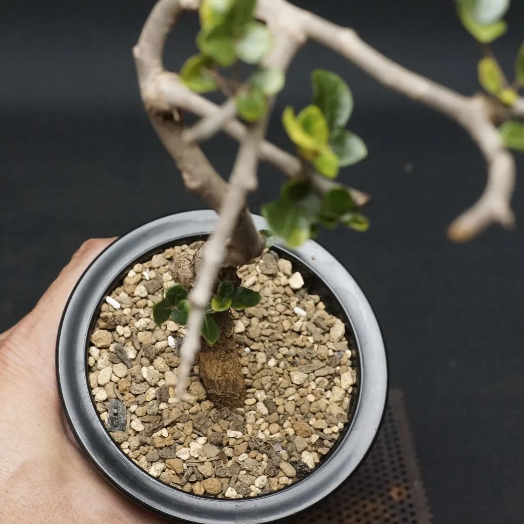 Commiphora sp Onilahy