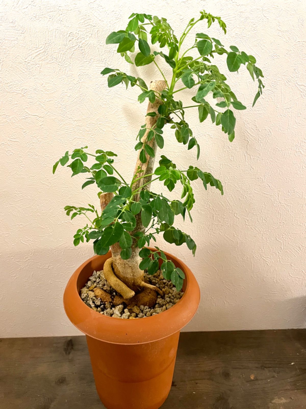 苗 モリンガ 挿し木 つまらなく 挿木