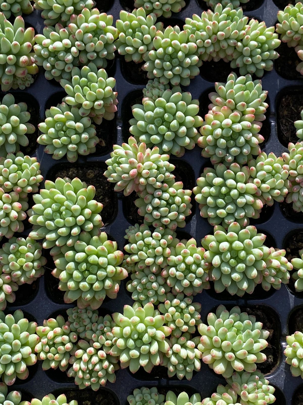 新入荷 花火 XQS117 多肉植物 詰め合わせ エケベリア サボテン 韓国苗 YUZUMIYA_COM