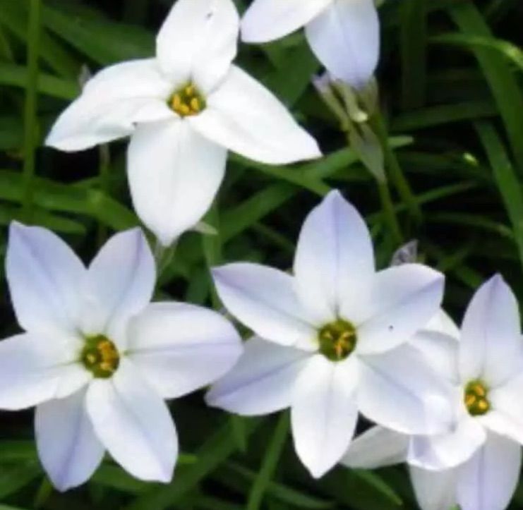 メルカリshops 花ニラ ハナニラ球根 10球310円 15球350円 メルカリshops 花ニラ ハナニラ球根 10球310円 15球350円