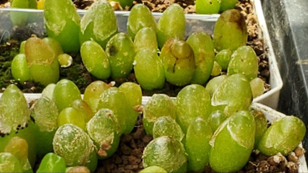 おまかせ種子25種類