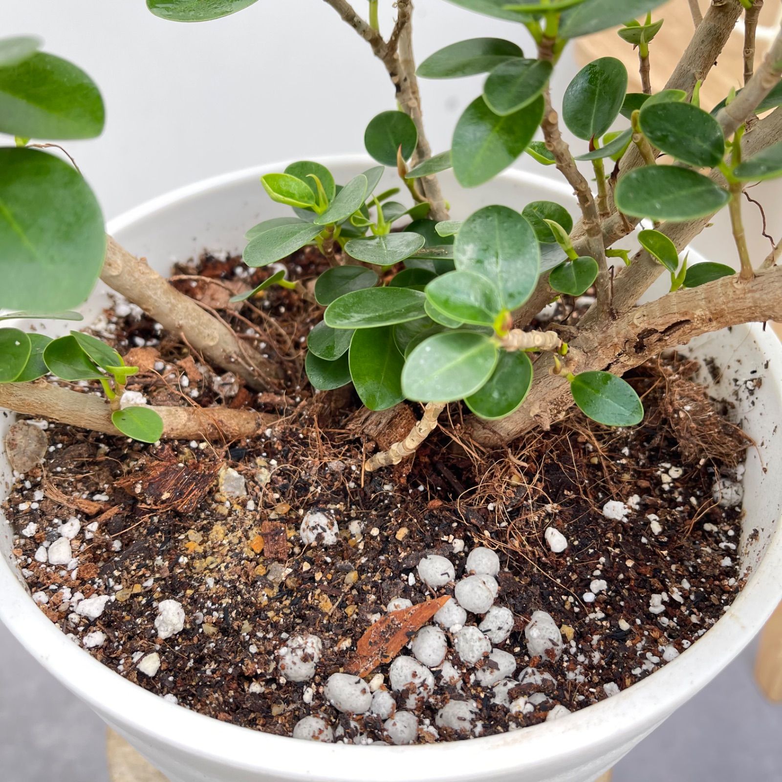 コパンダガジュマル【現品】☆希少☆ 観葉植物　室内　7号 コパンダガジュマル【現品】☆希少☆ 観葉植物 室内 7号 - メルカリ