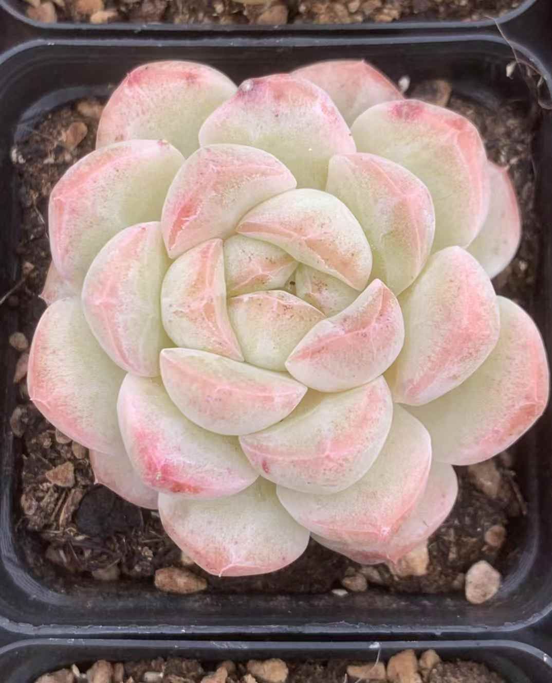 54株の抜き苗セット アイスファット 多肉植物 佐川急便発送 エケベリア 韓国苗 LX38