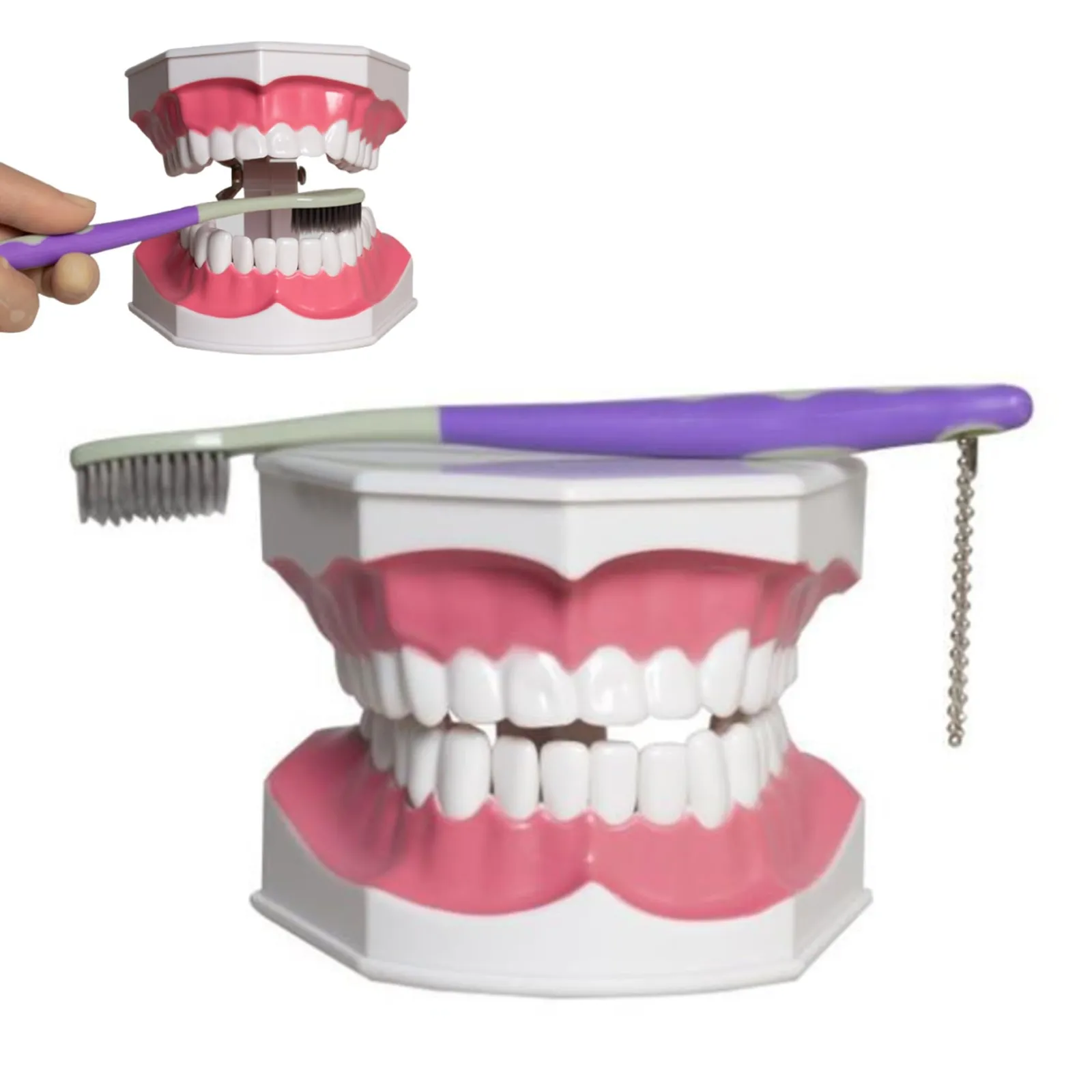 2.5倍大複製根模型歯 [B10-330] 歯の模型 2.5倍大複製根模型歯 [B10-330]