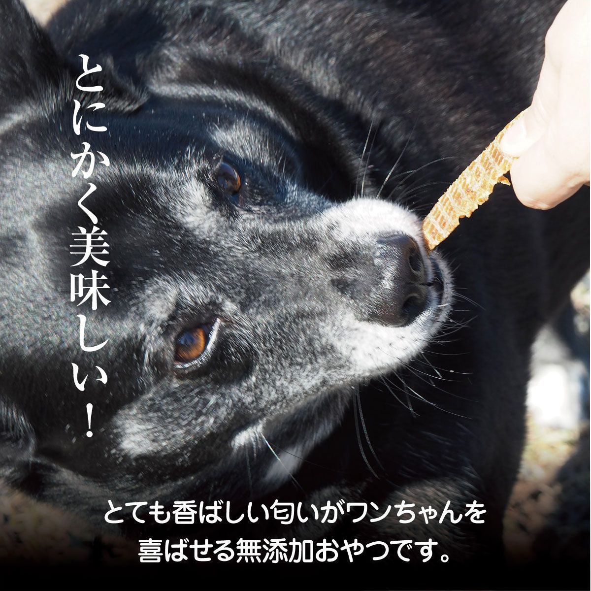 国産馬のパリパリジャーキー 細切り30g 犬 おやつ 犬用 馬肉ジャーキー 無添加 国産 馬肉 ジャーキー ドッグフード ペット 犬のおやつ 小型犬 高齢犬 老犬 シニア 送料無料