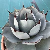 アガベ パリー　トランカータ　美株 no.1 アガベ パリー トランカータ agave parryi truncata 【発根