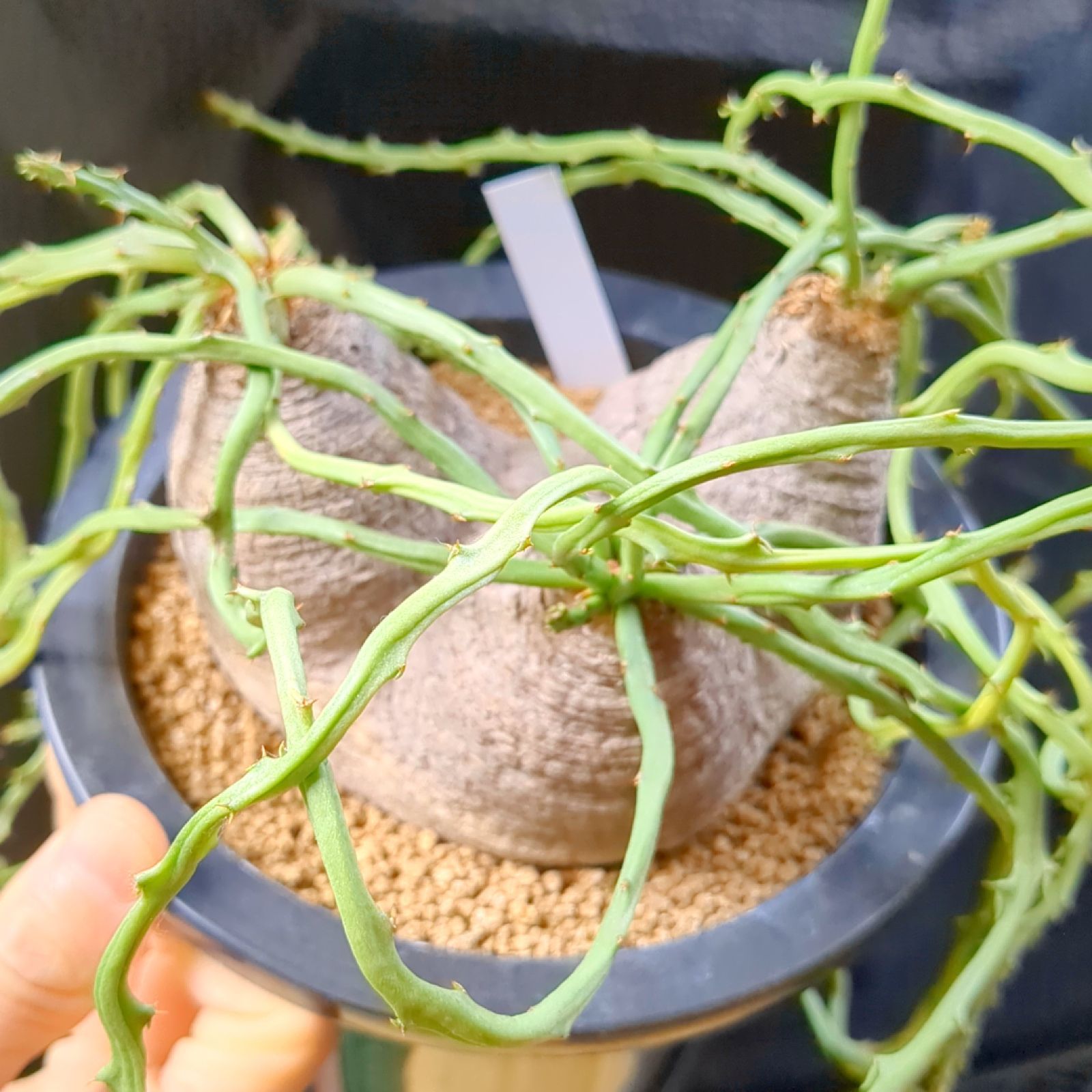 ユーフォルビア デシドゥア 3頭 塊根植物 楽天市場】コーデックス：ユーフォルビア デシドゥア 蓬莱島