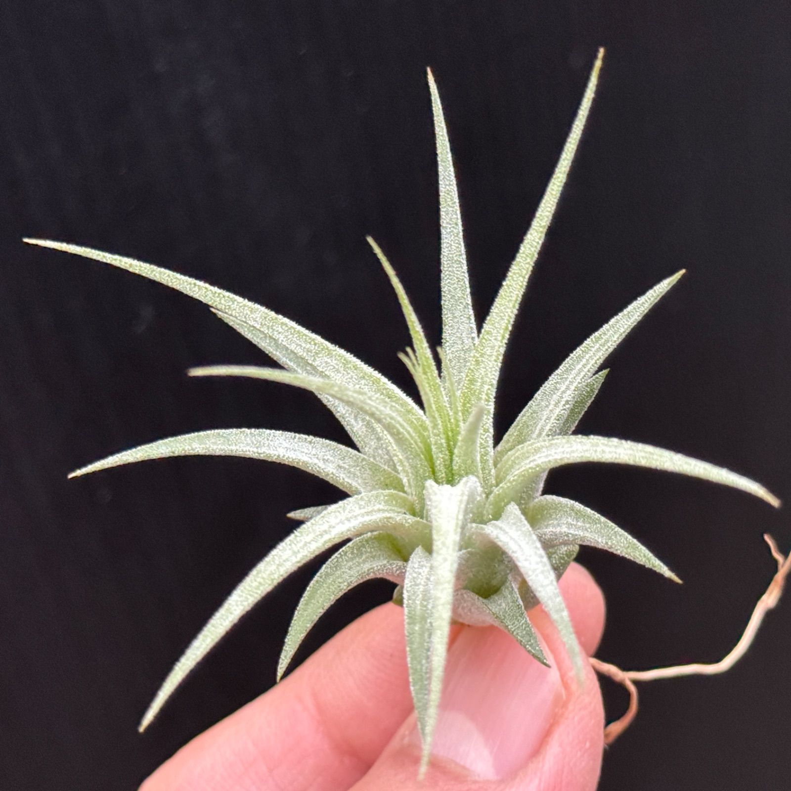 子株＊チランジア イオナンタ マキシマ アルビノ Tillandsia ionantha