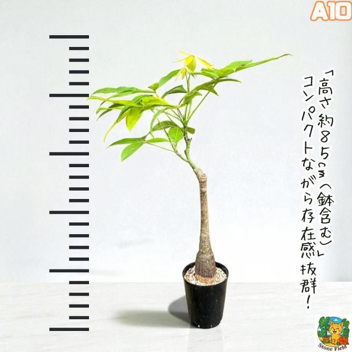希少！パキラムーンライトA10・接ぎ木・枝分岐パラソル仕立て
