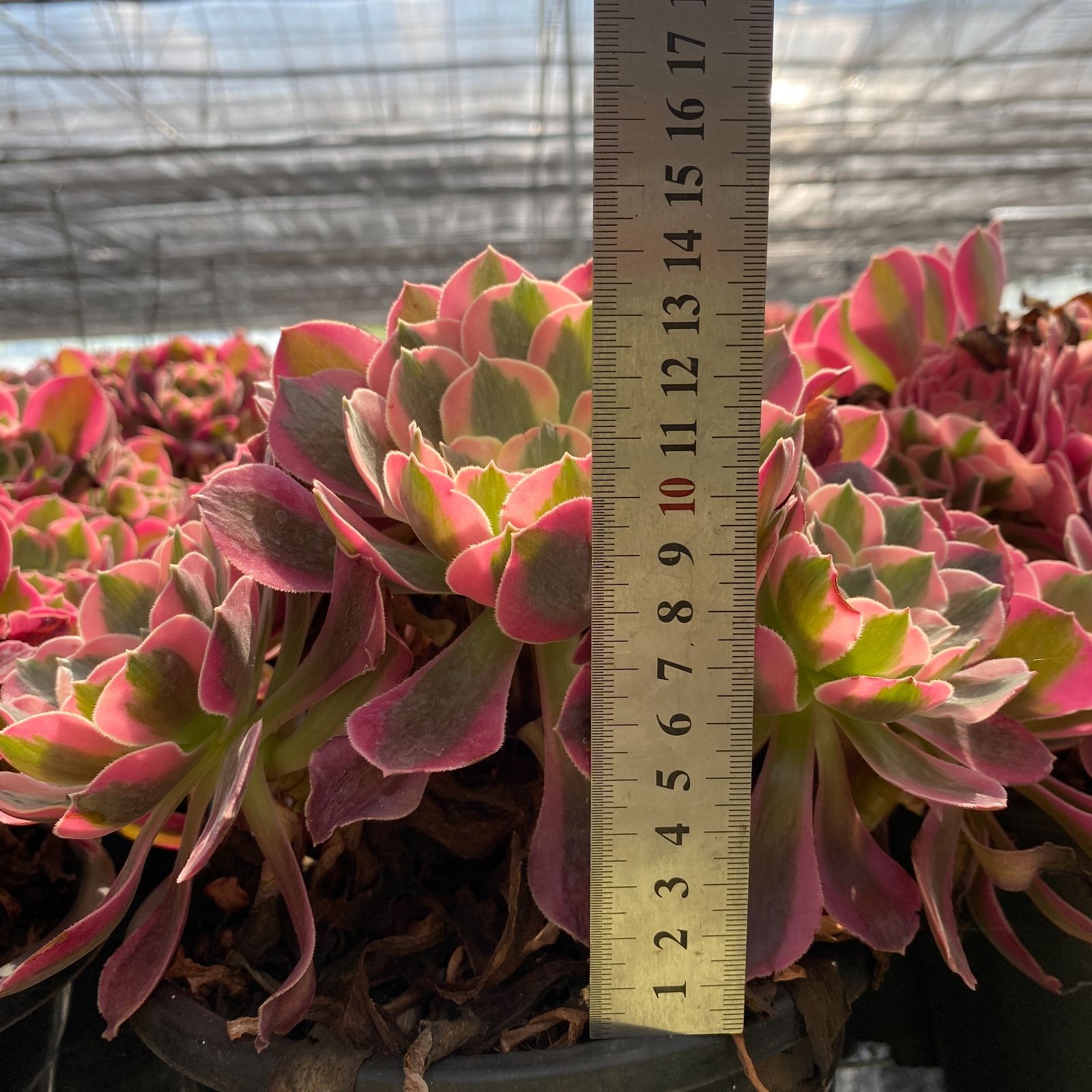 16株の抜き苗セット】バンシー 多肉植物 佐川急便発送