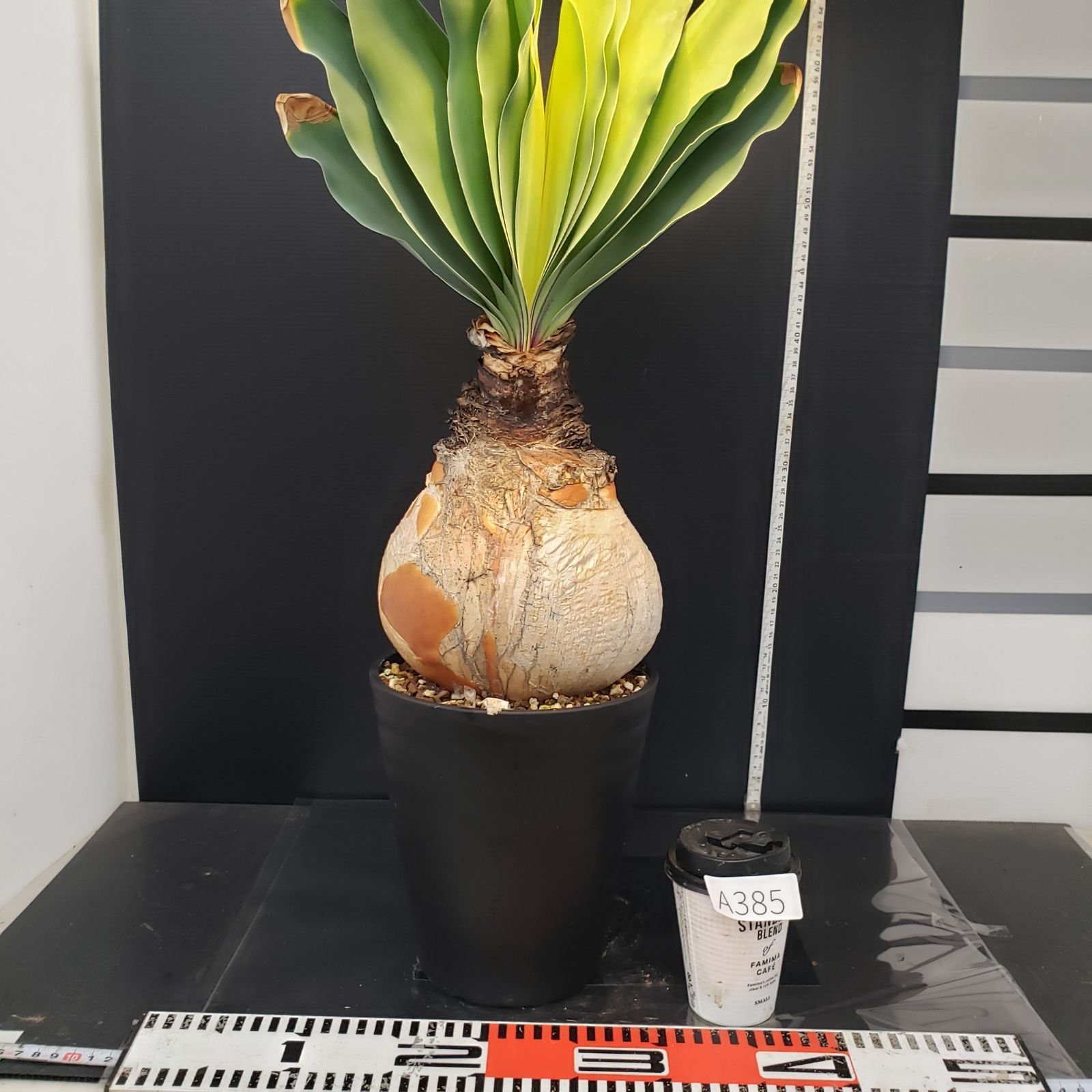 ブーファン　ハエマンソイデス　現地球　美株　塊根　冬型 ブーファン•ハエマンソイデス』発根済み 冬型になります。 個人的に