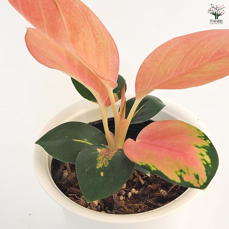 ＩＴＡＮＳＥ アグラオネマ