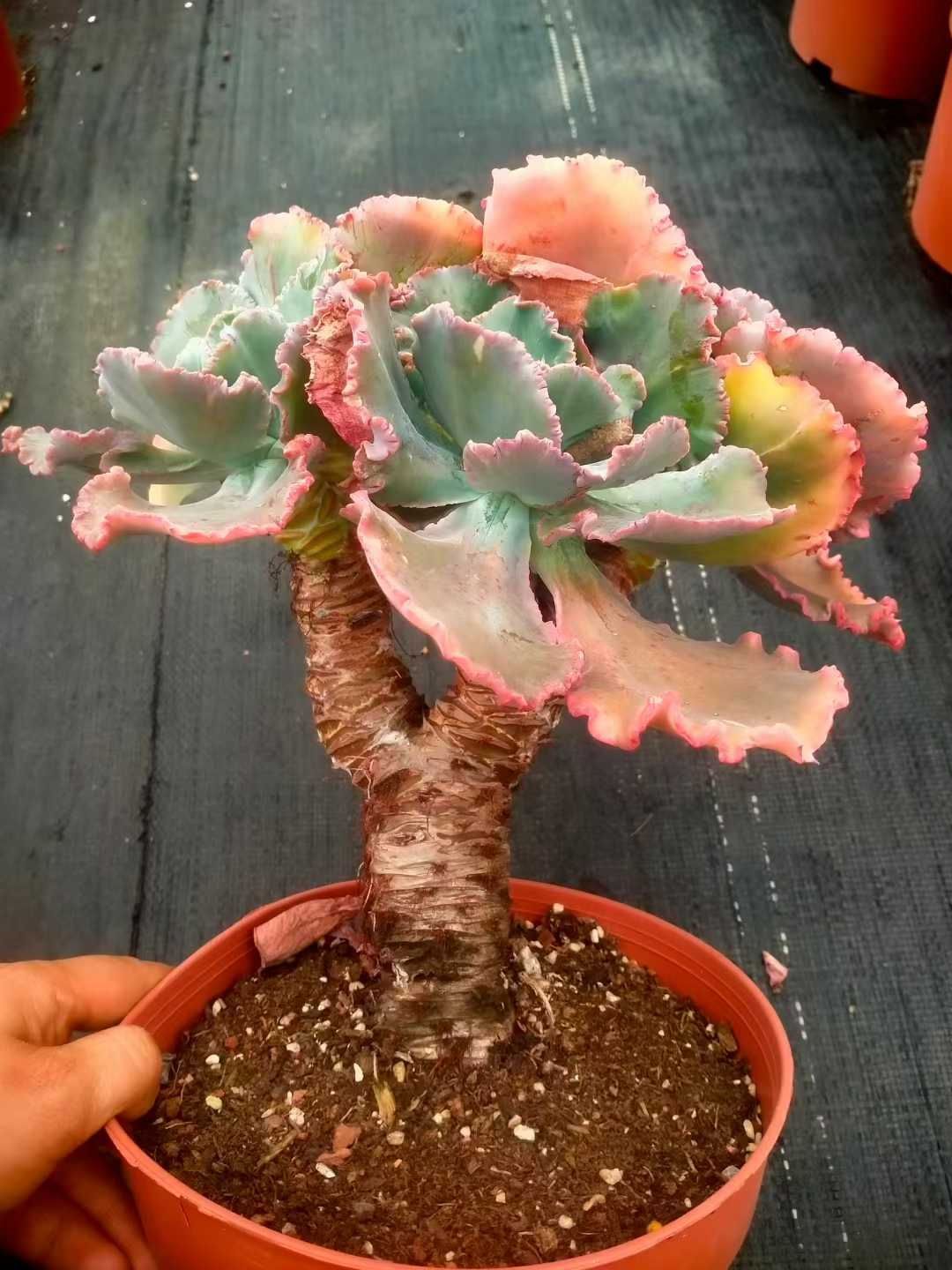 新発売 8株セット エケベリア・バロンボールド 抜き苗 多肉植物