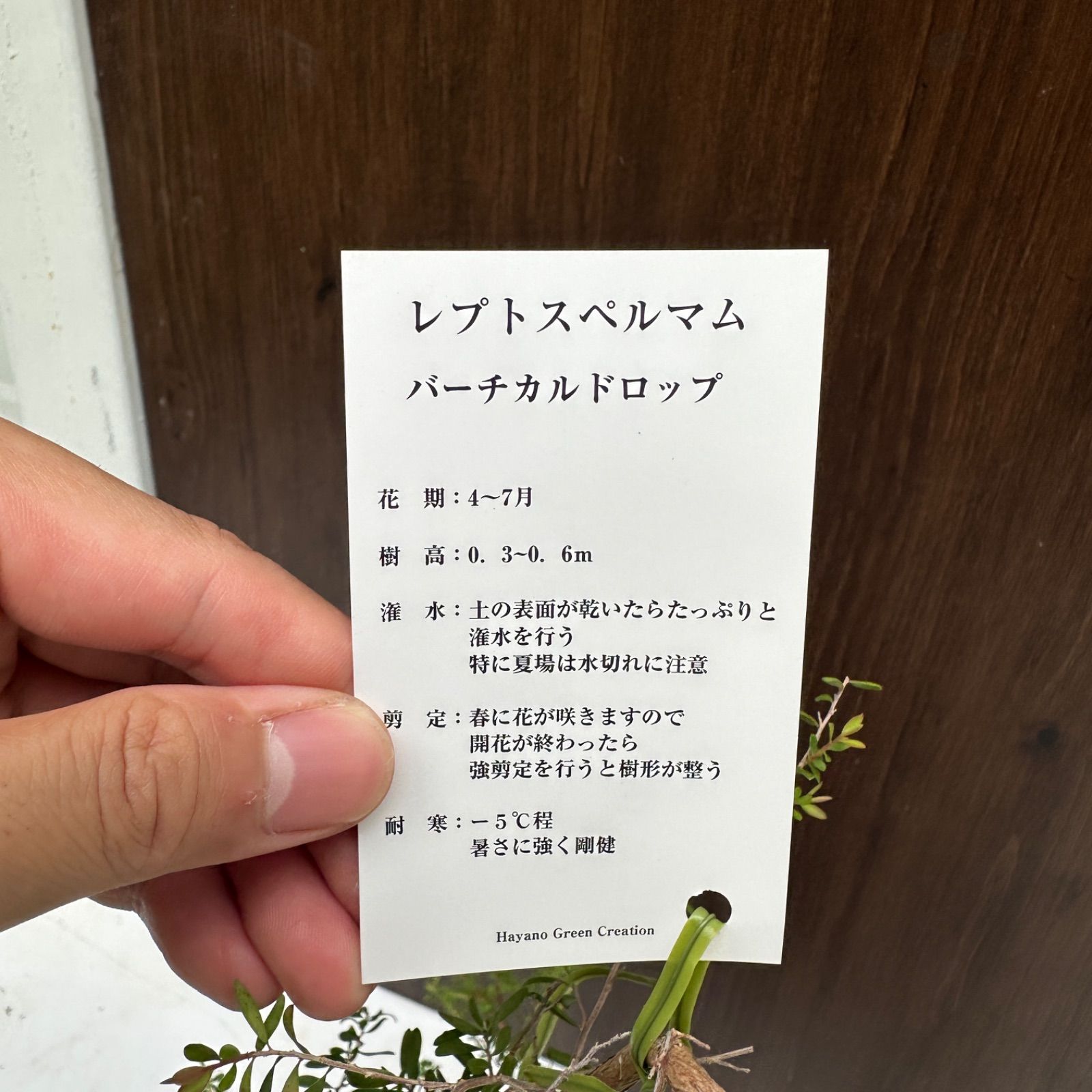 現品】④ レプトスペルマム バーチカルドロップ 6号 ティーツリー