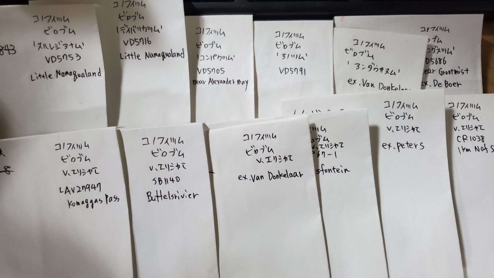 コノフィツム ビロブム系 種子32種類 10粒ずつセット - メルカリ